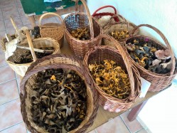 Bolets i activitats a Osona